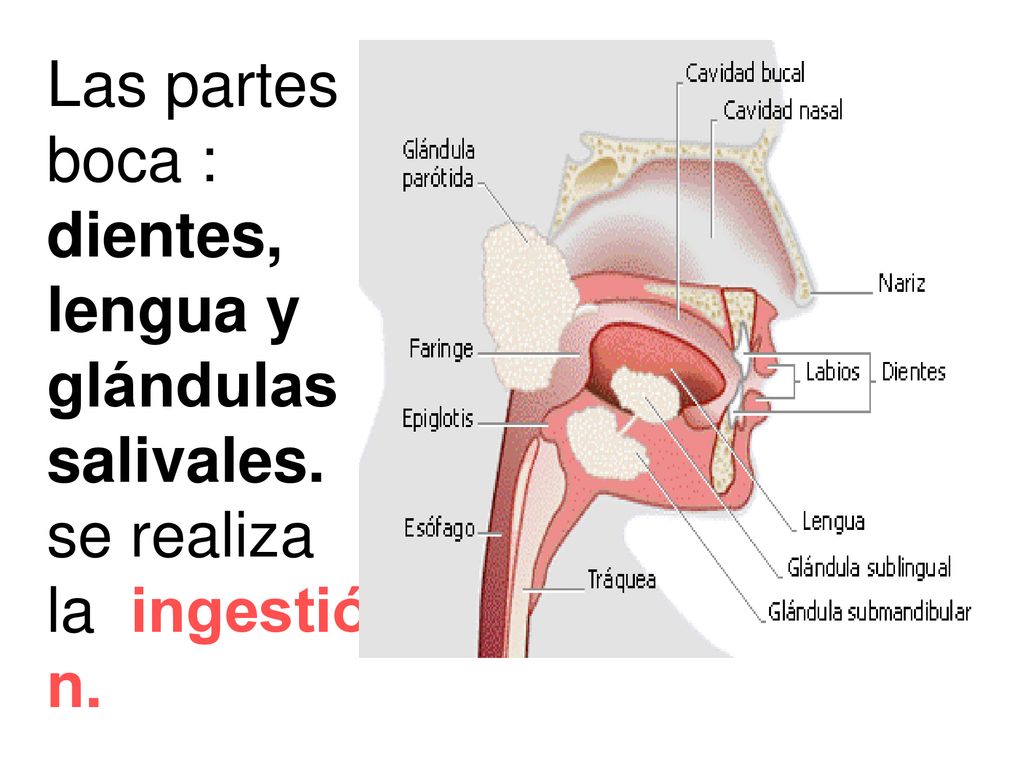 Boca glandulas salivares e faringe